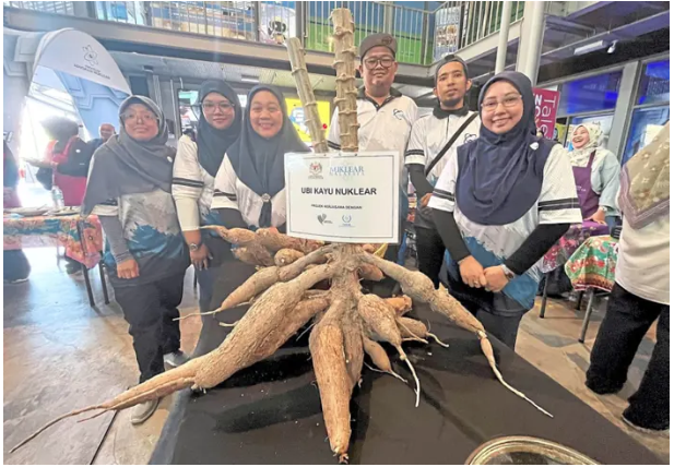 Future power: Norazlina (third from left) with cassava developed using nuclear technology at the Nuclear Advocacy Programme Nuklear Untuk Rakyat (N.U.R) Women’s Edition.— Arfa Yunus/The Star
